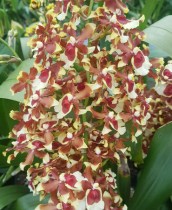 Oncidium Jimbo Swarm